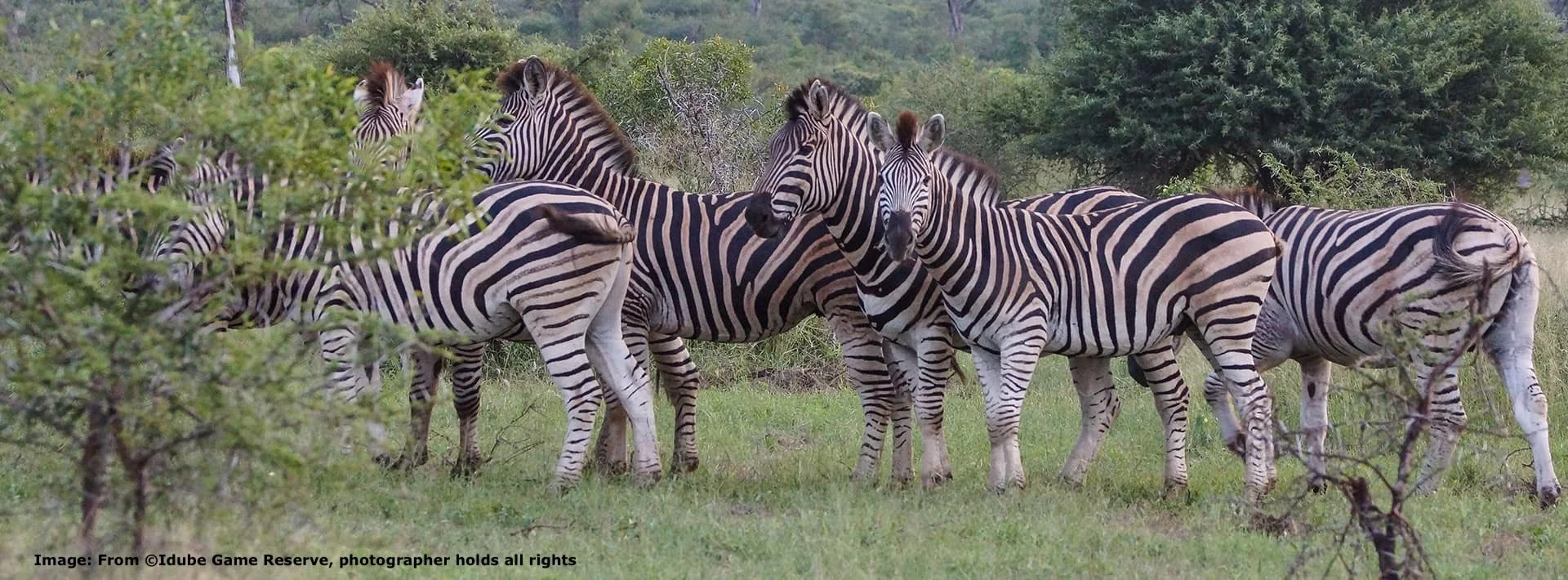 Herd of Plains Zebra at Idube game Reserve