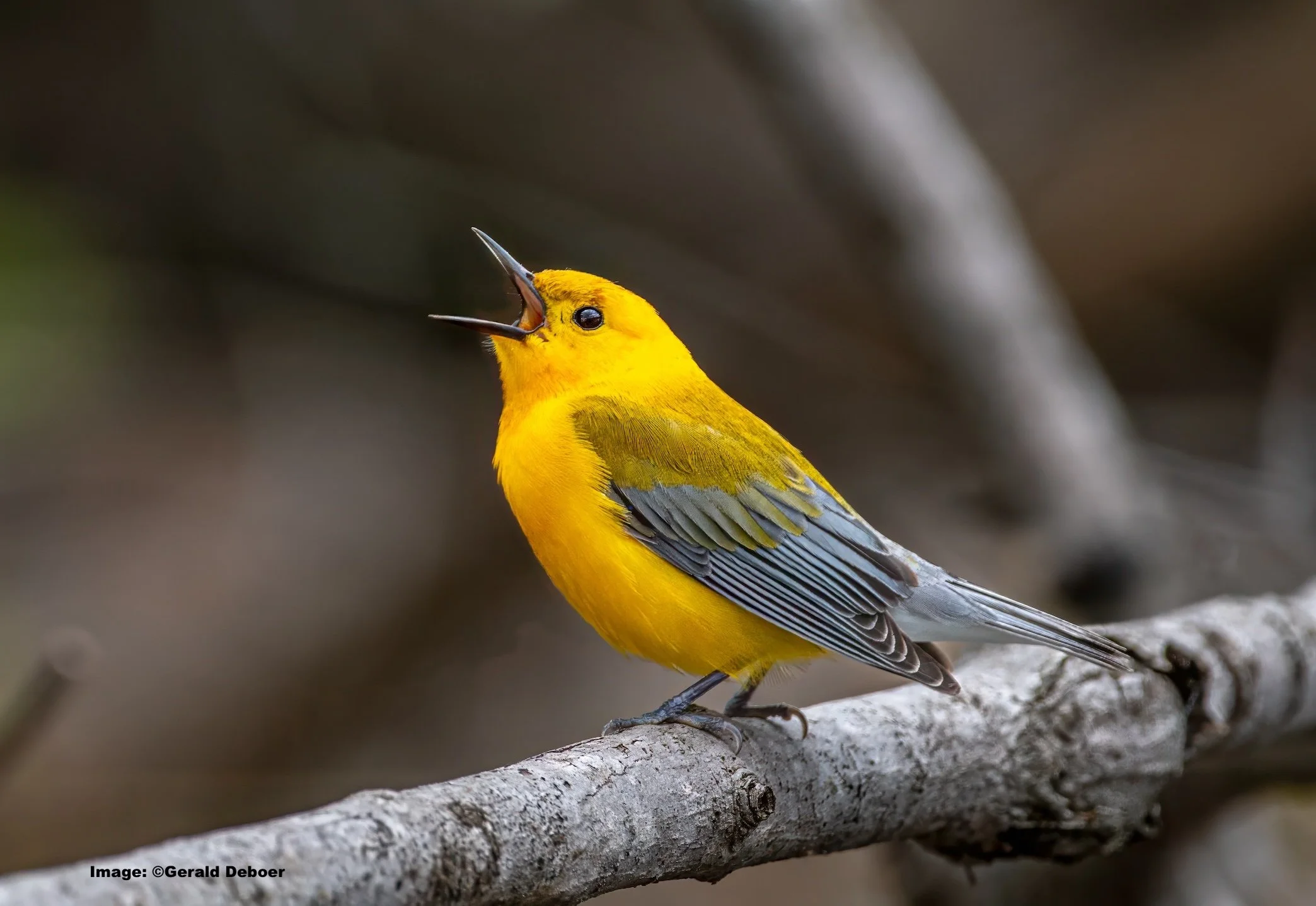 Prothonotary Warblers are springtime visitors to New York
