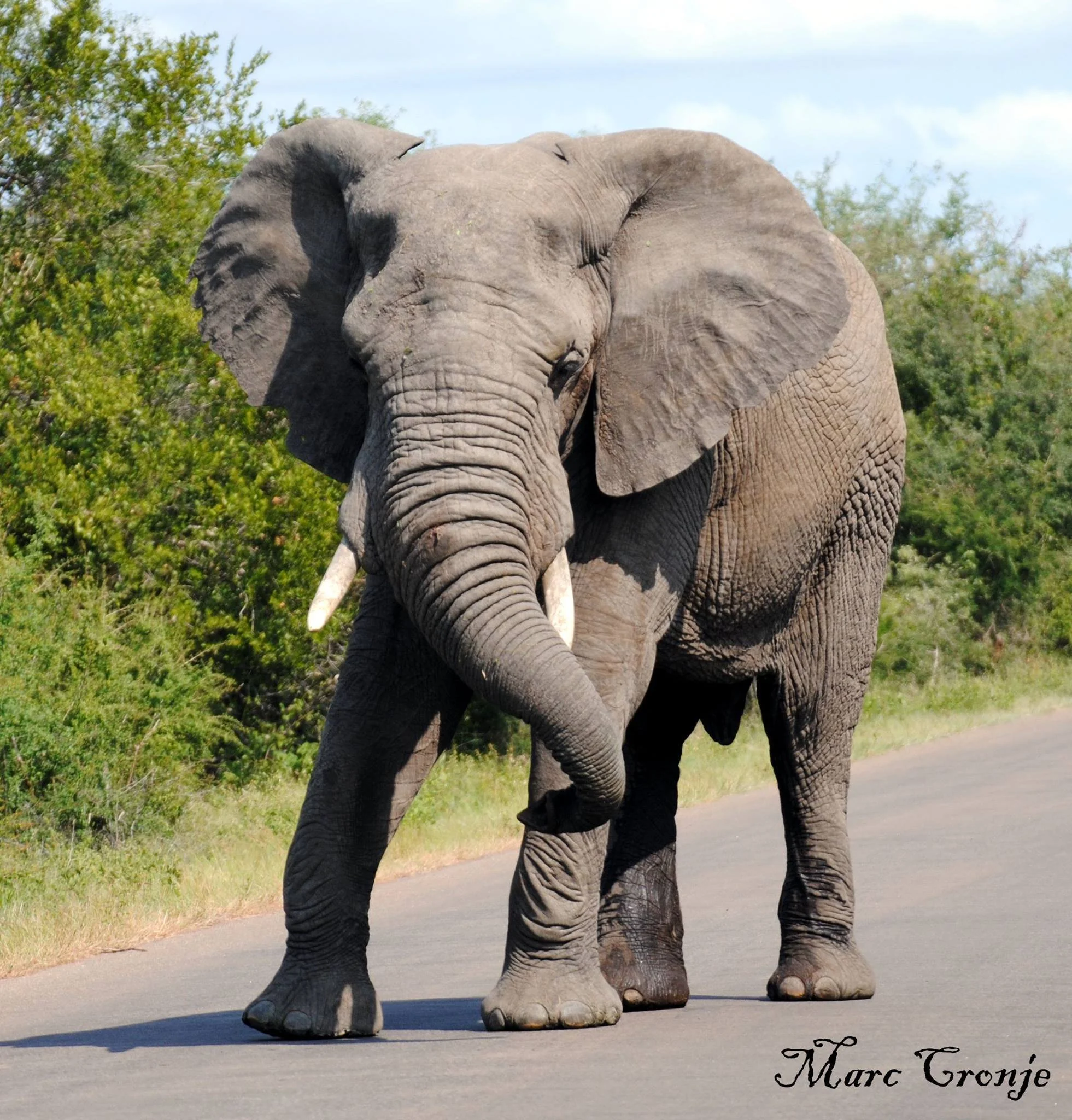 Elephant Kruger National park .jpg