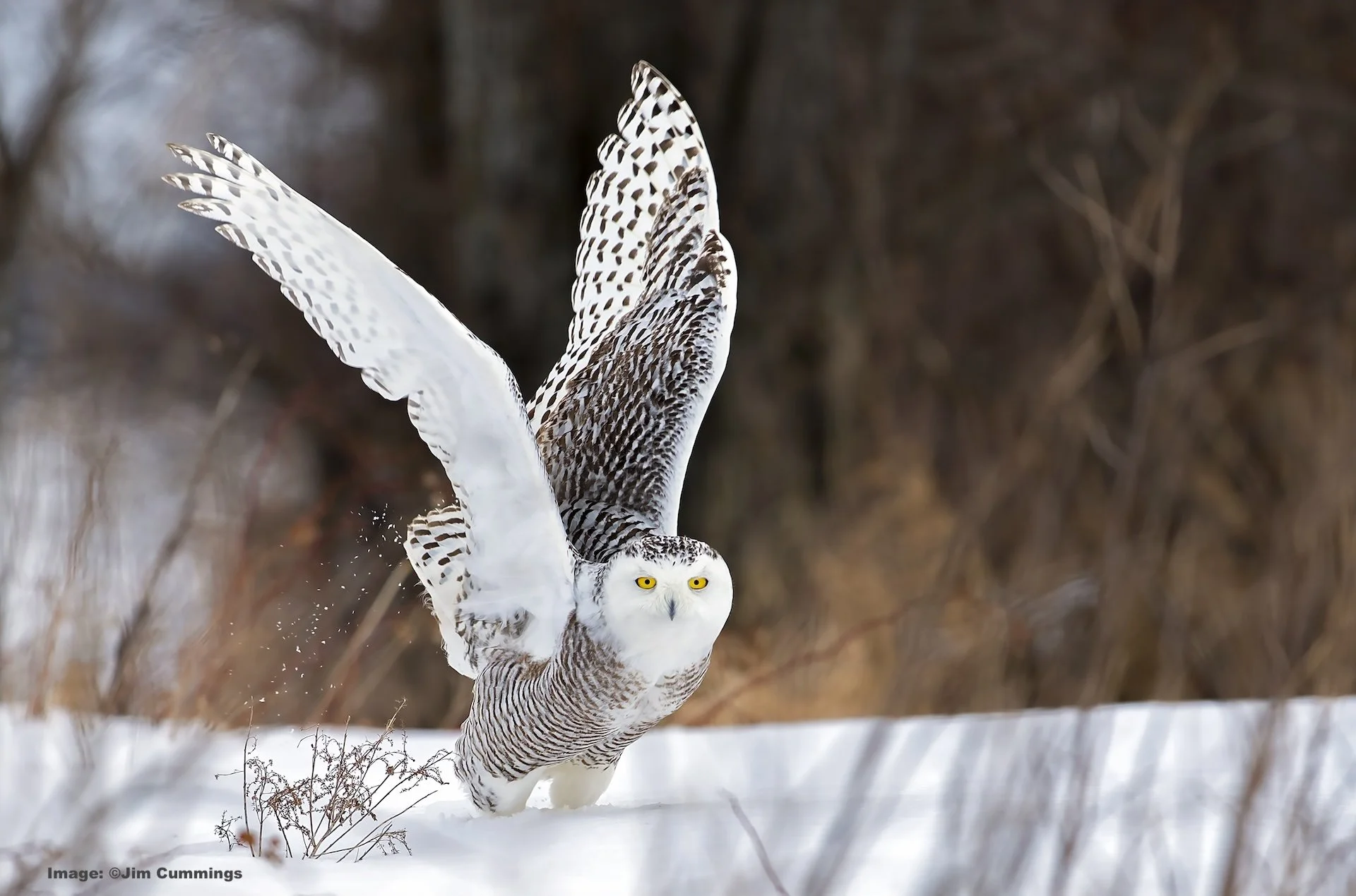 A young snowy owl hunts in a snow covered open field in winter.