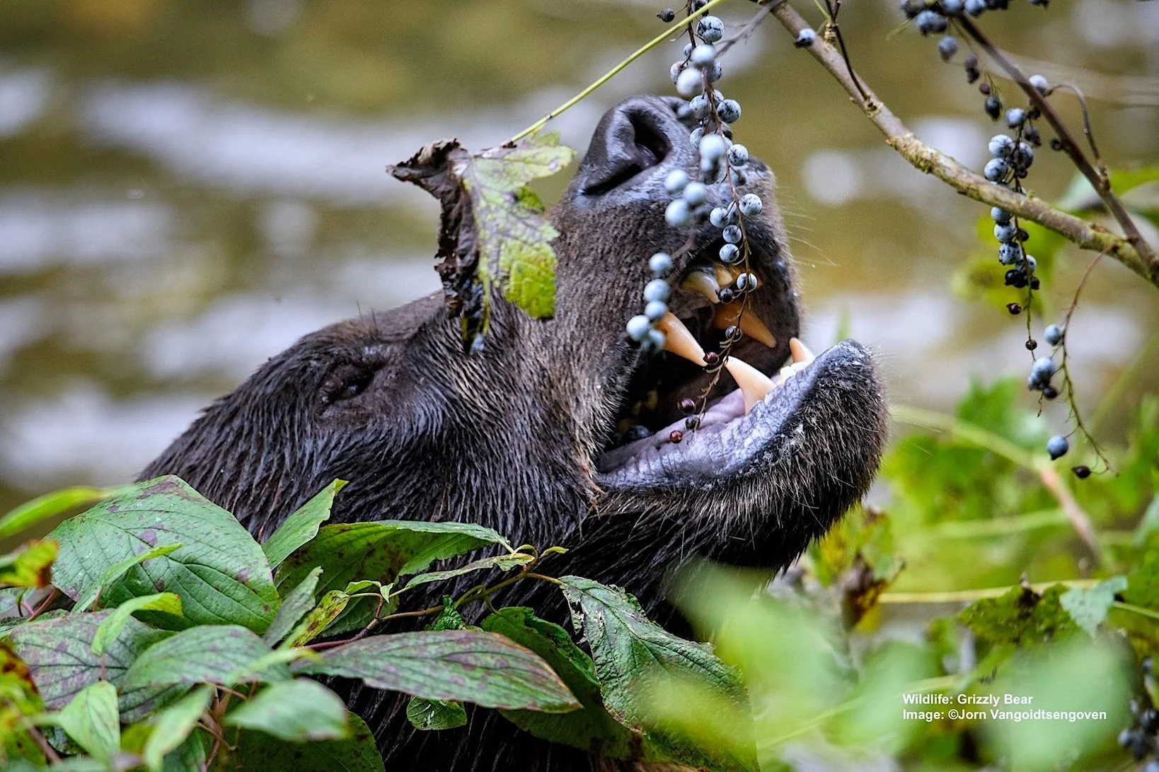 Brown bear eating blueberries in Alaska