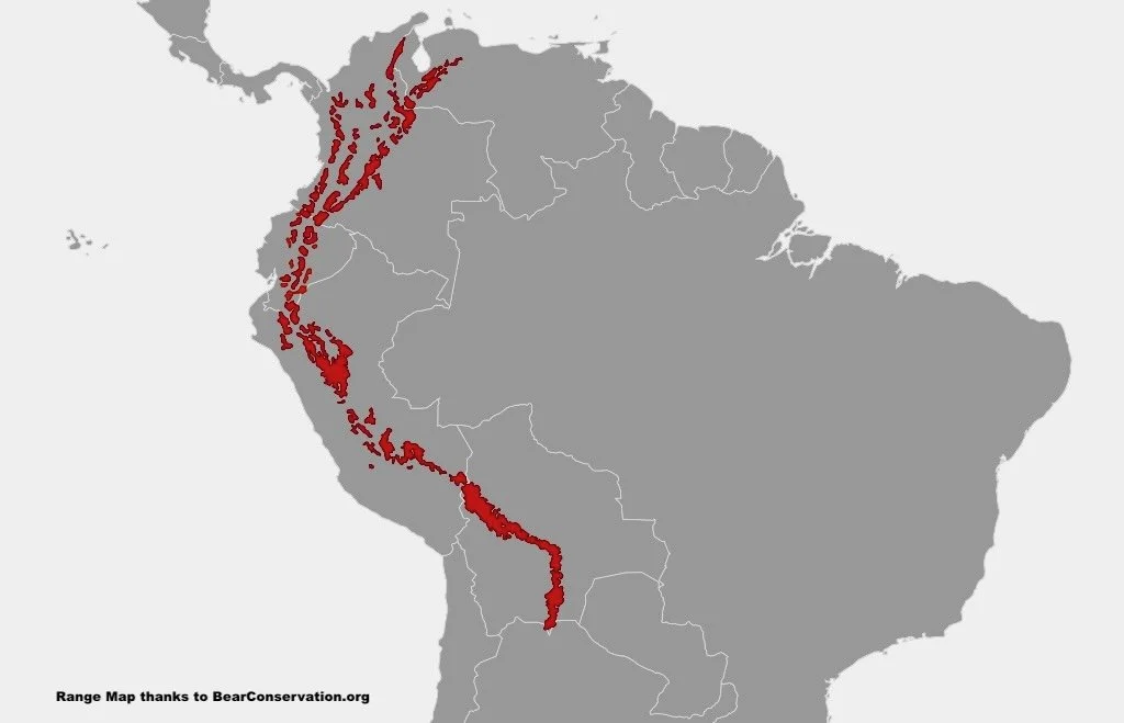 Andean Bear Range map