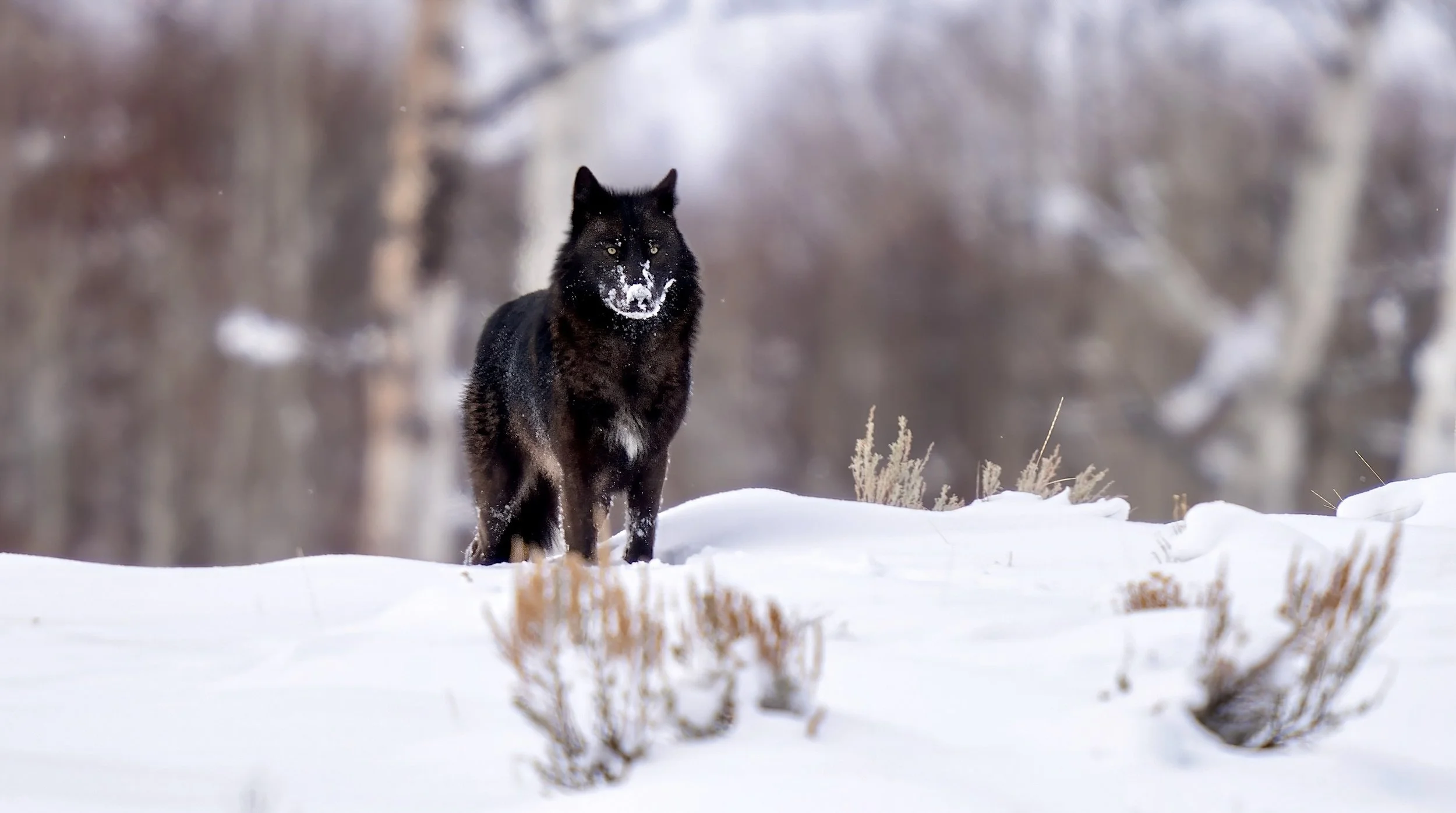 Yellowstone wolf in snow
