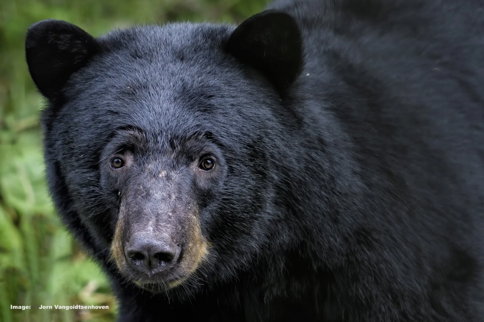 Portrait of a Black Bear