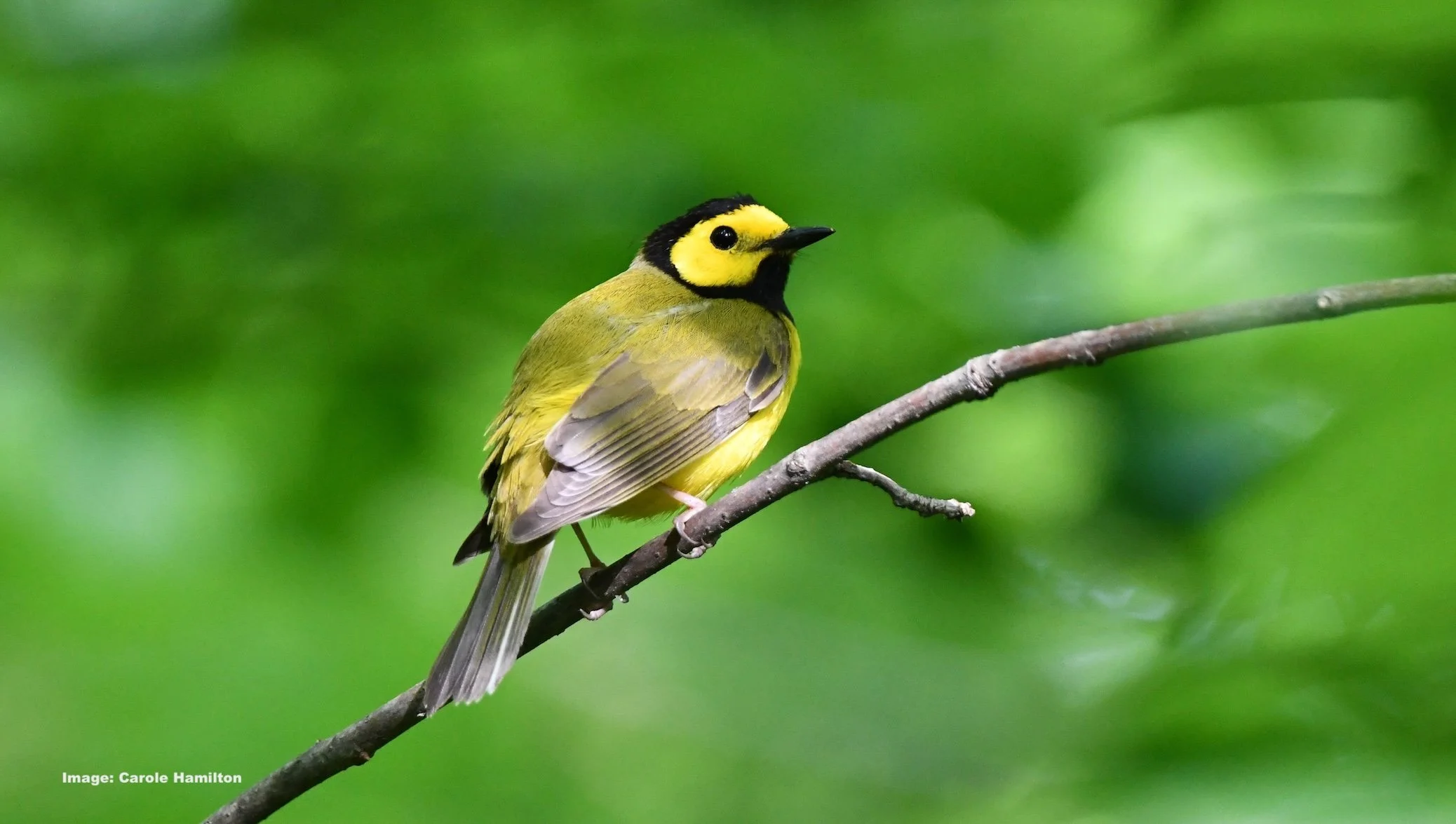 Hooded warblers can be found in New York City Parks