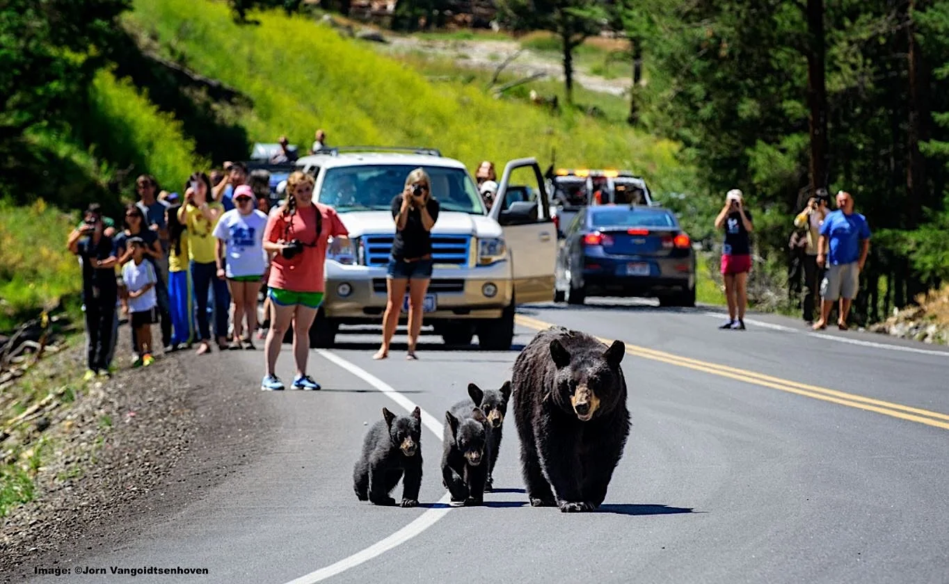 Black bear family stops traffic in Yellowstone