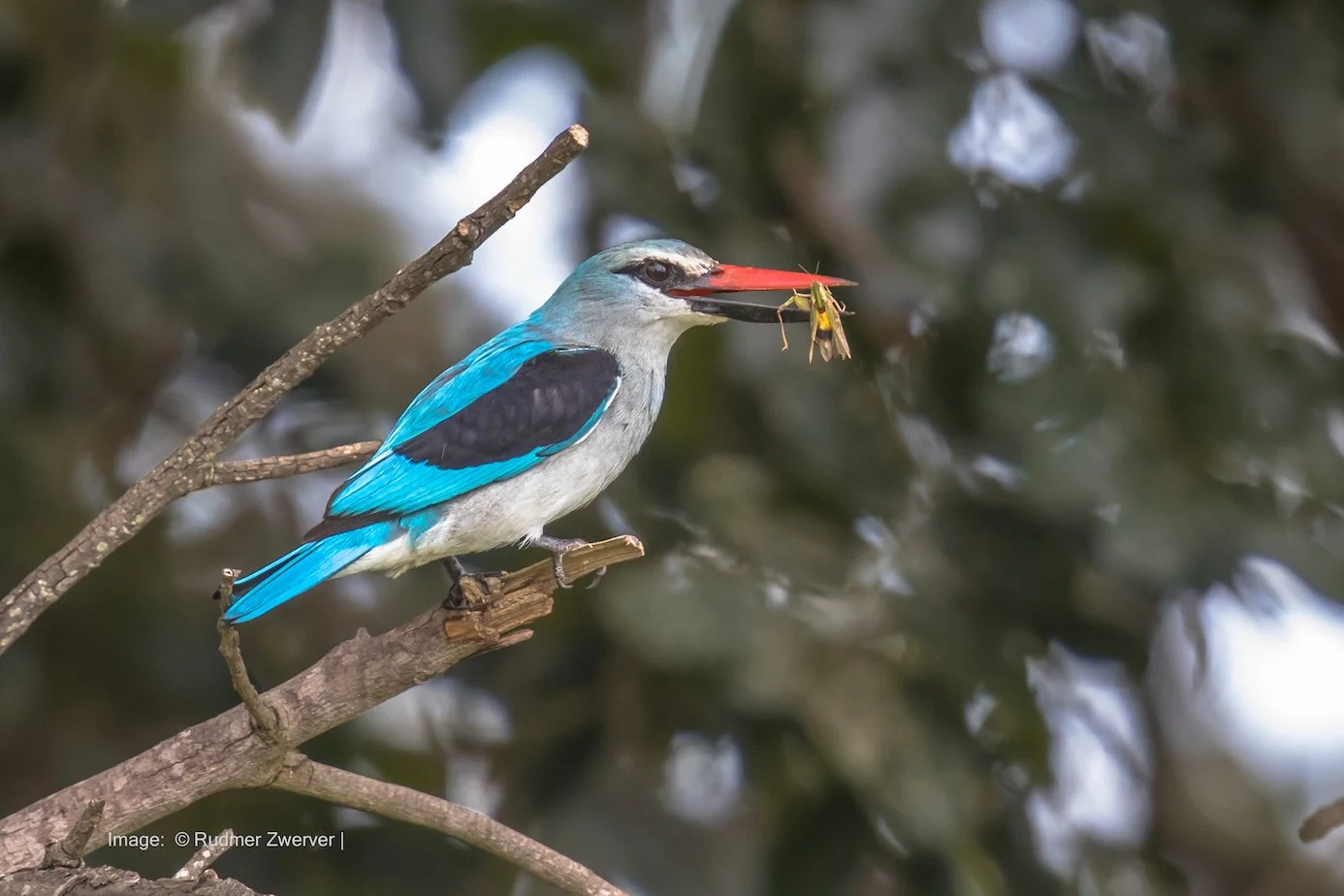 Woodland Kingfisher
