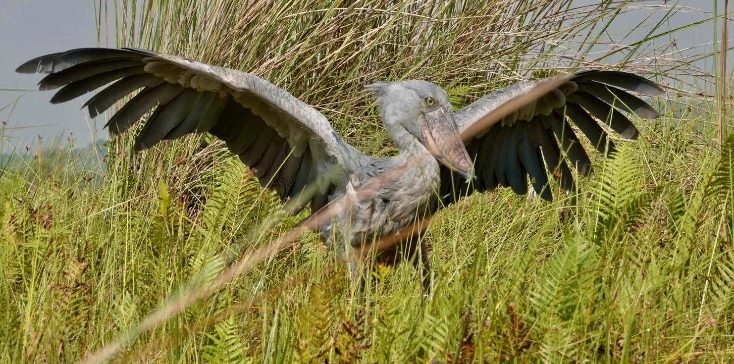 A showbill streches its wings among the reeds in Mabamba Swmp, Uganda