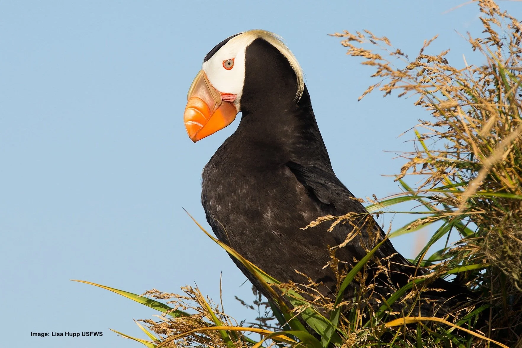 Tufted puffin gives a side eye on Kodiak island, Alaska