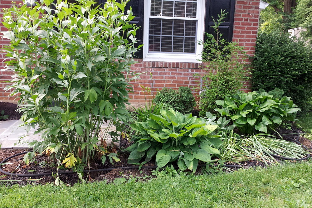 foundation-planting-landscaping-philly-suburb.jpg