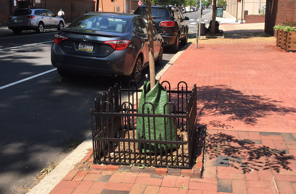 Philadelphia-street-trees-landscapers.jpg