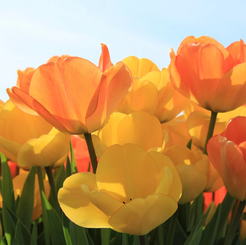 bulb-8.jpg
