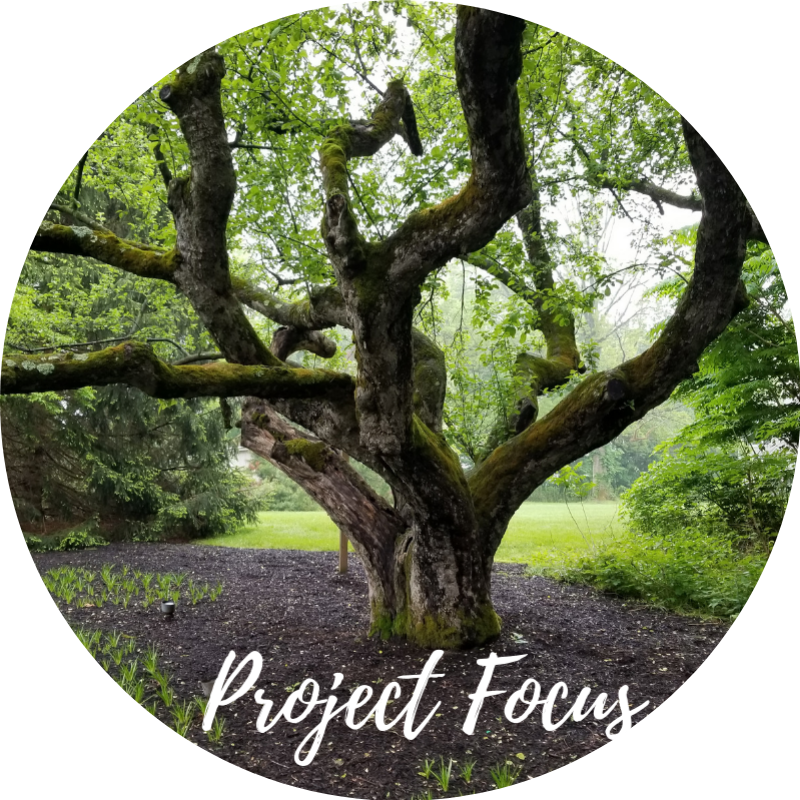 Copy of Project Focus.png