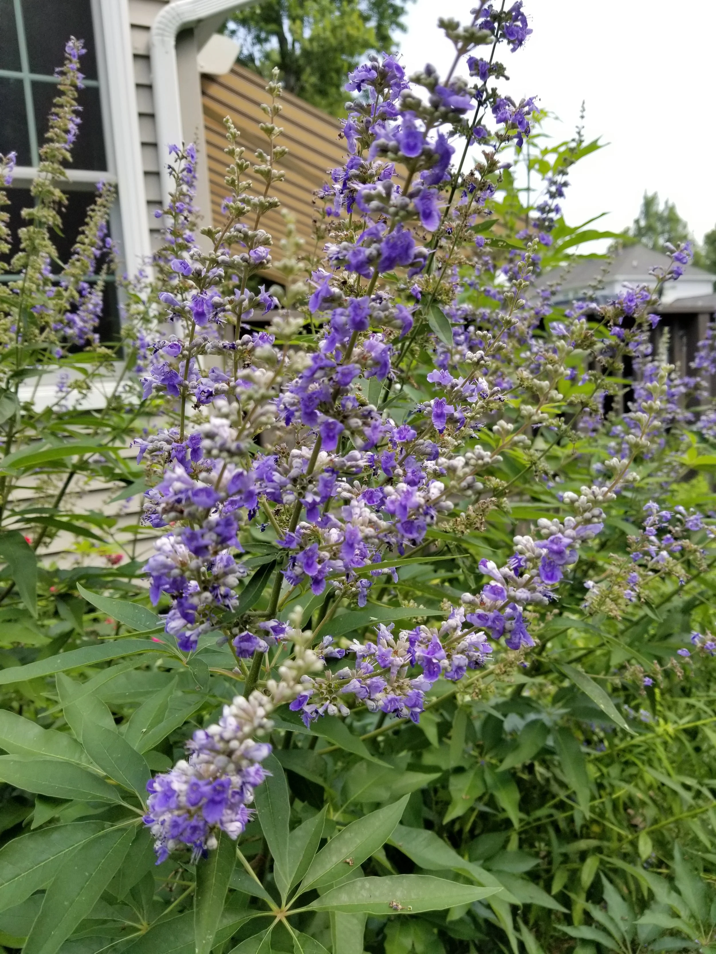 20190729_113125.jpg