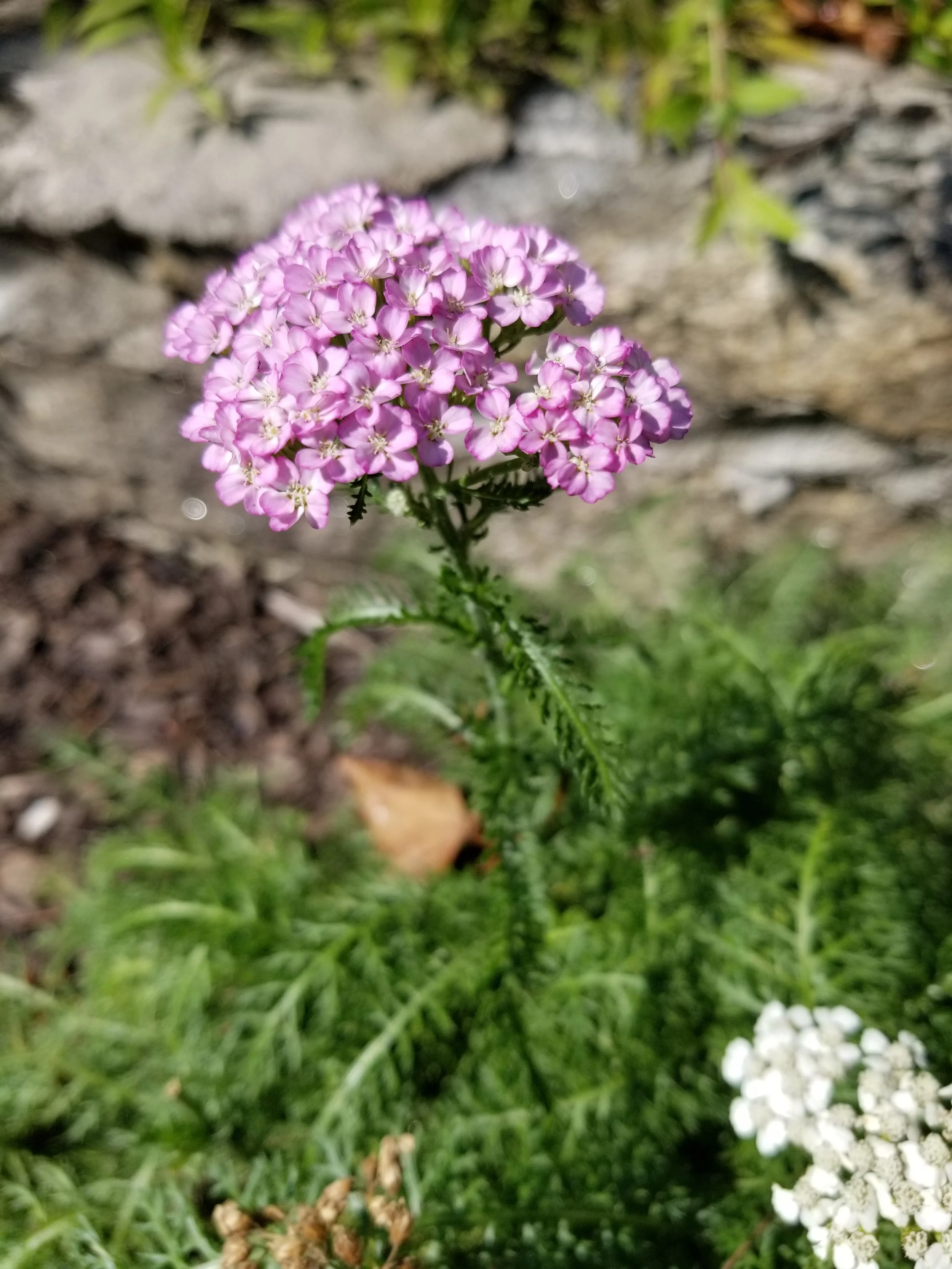 20190809_153749.jpg