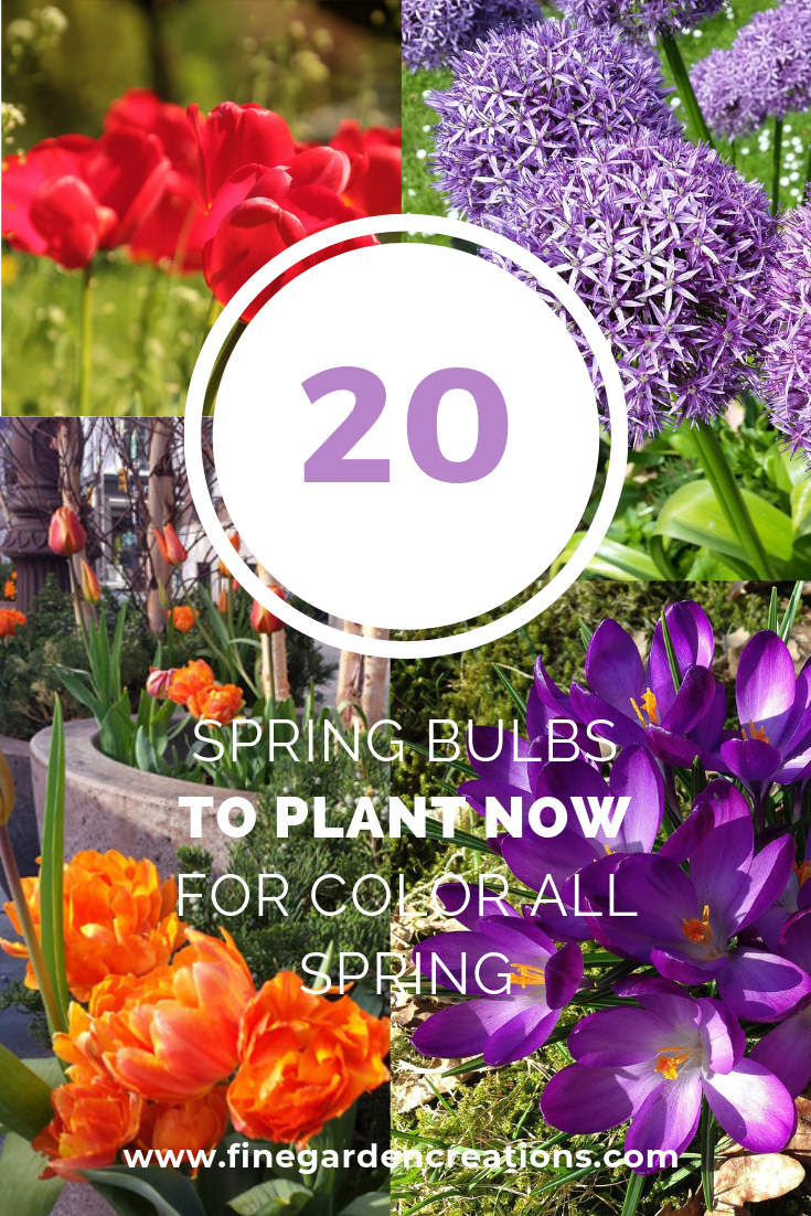 Spring bulbs.png