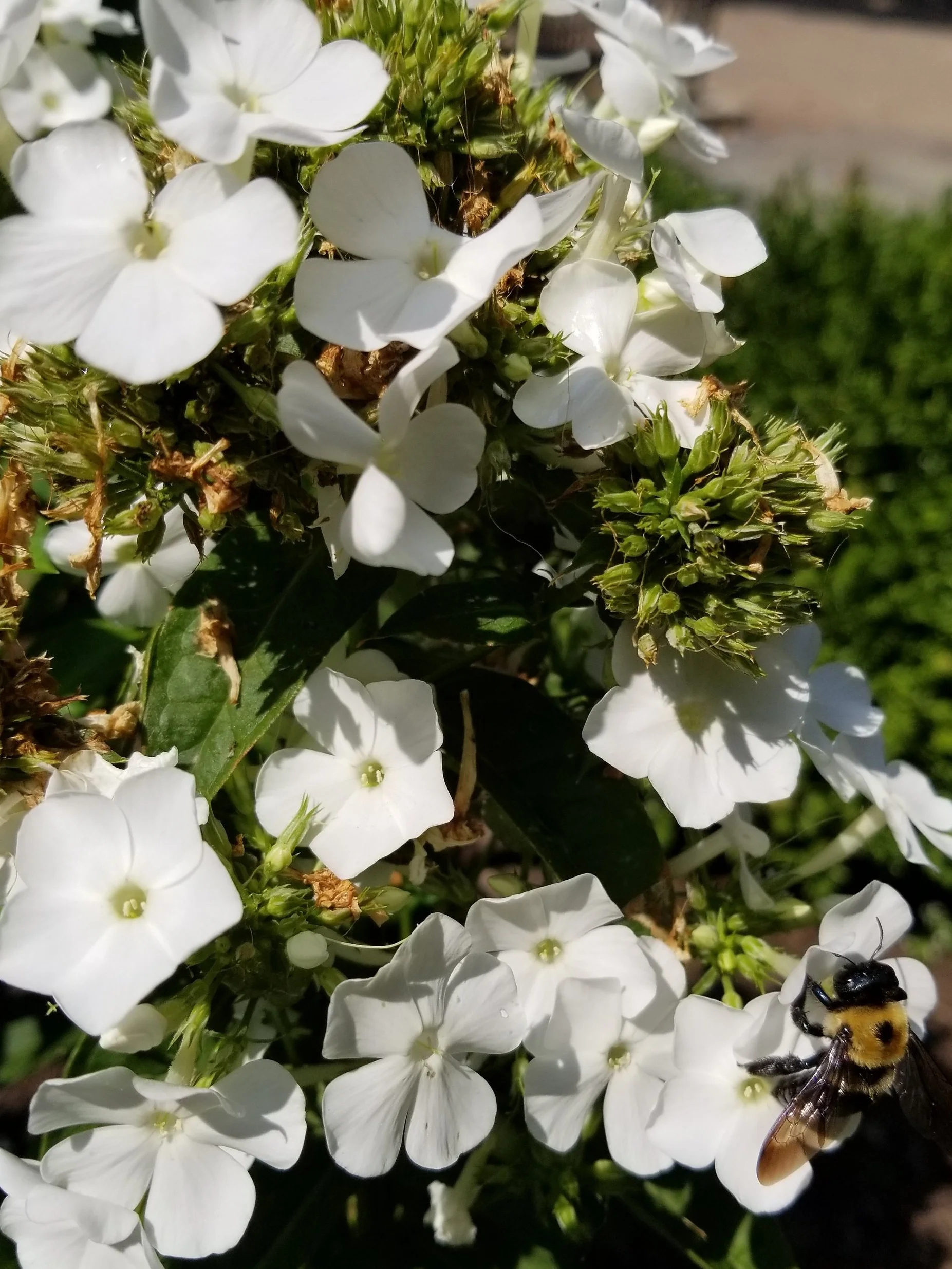 20190904_141041%280%29.jpg