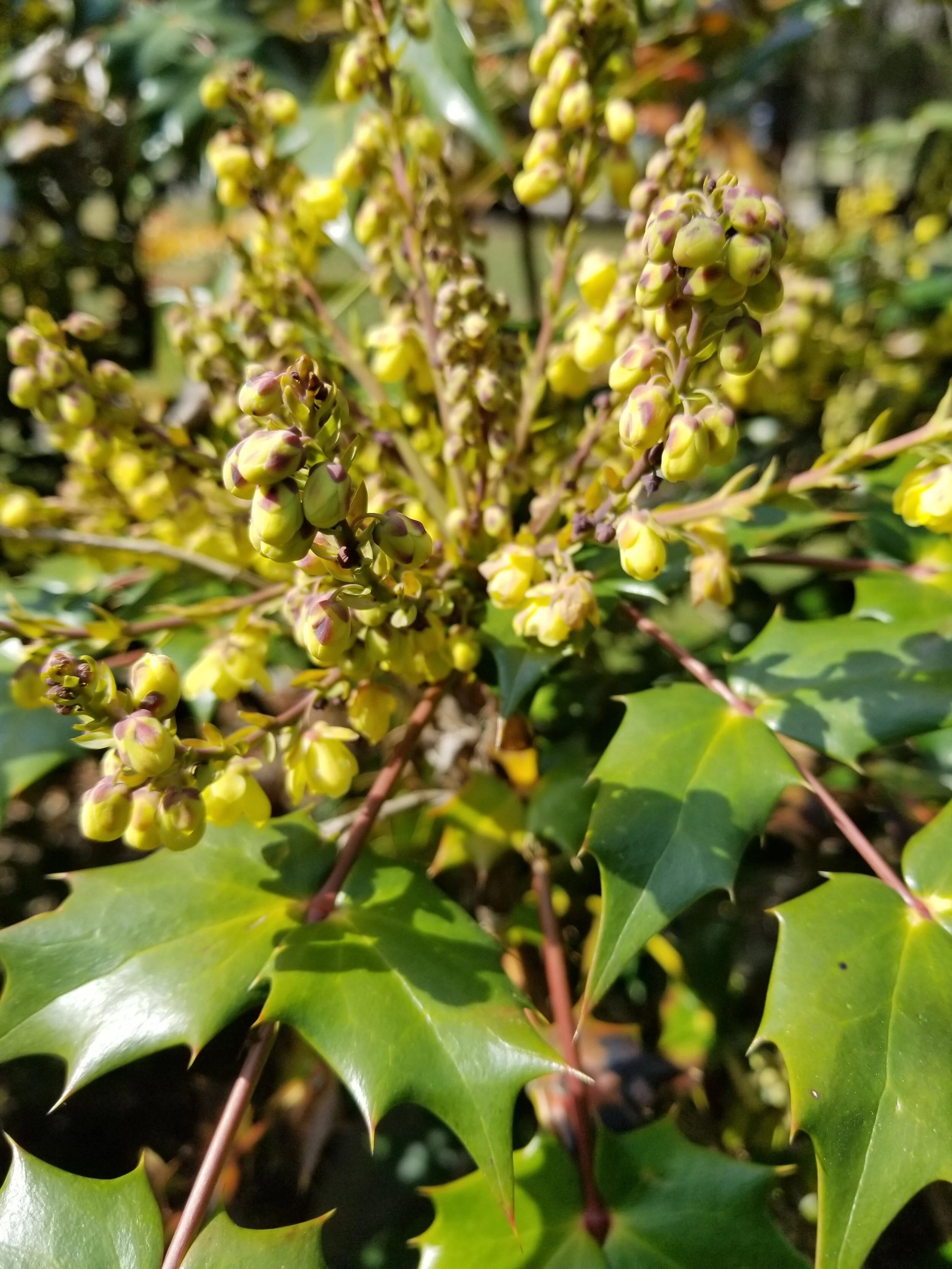 Mahoniawintersun