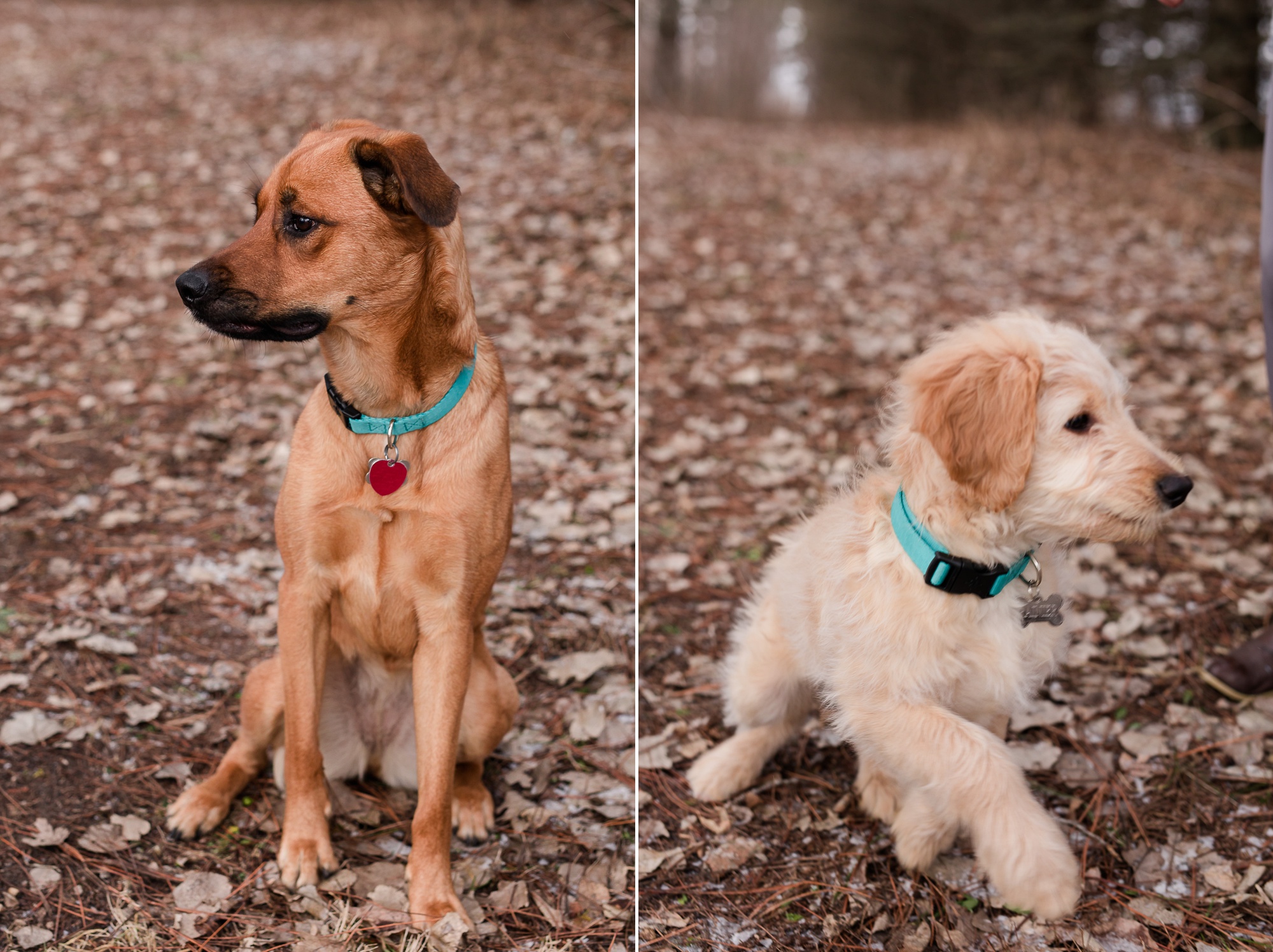Wintertime, Country Styled Engagement Session with their Dogs near Audubon, MN by Amber Langerud Photography