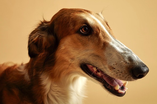 Photography by @warrrenh hair and makeup by me. #borzoi