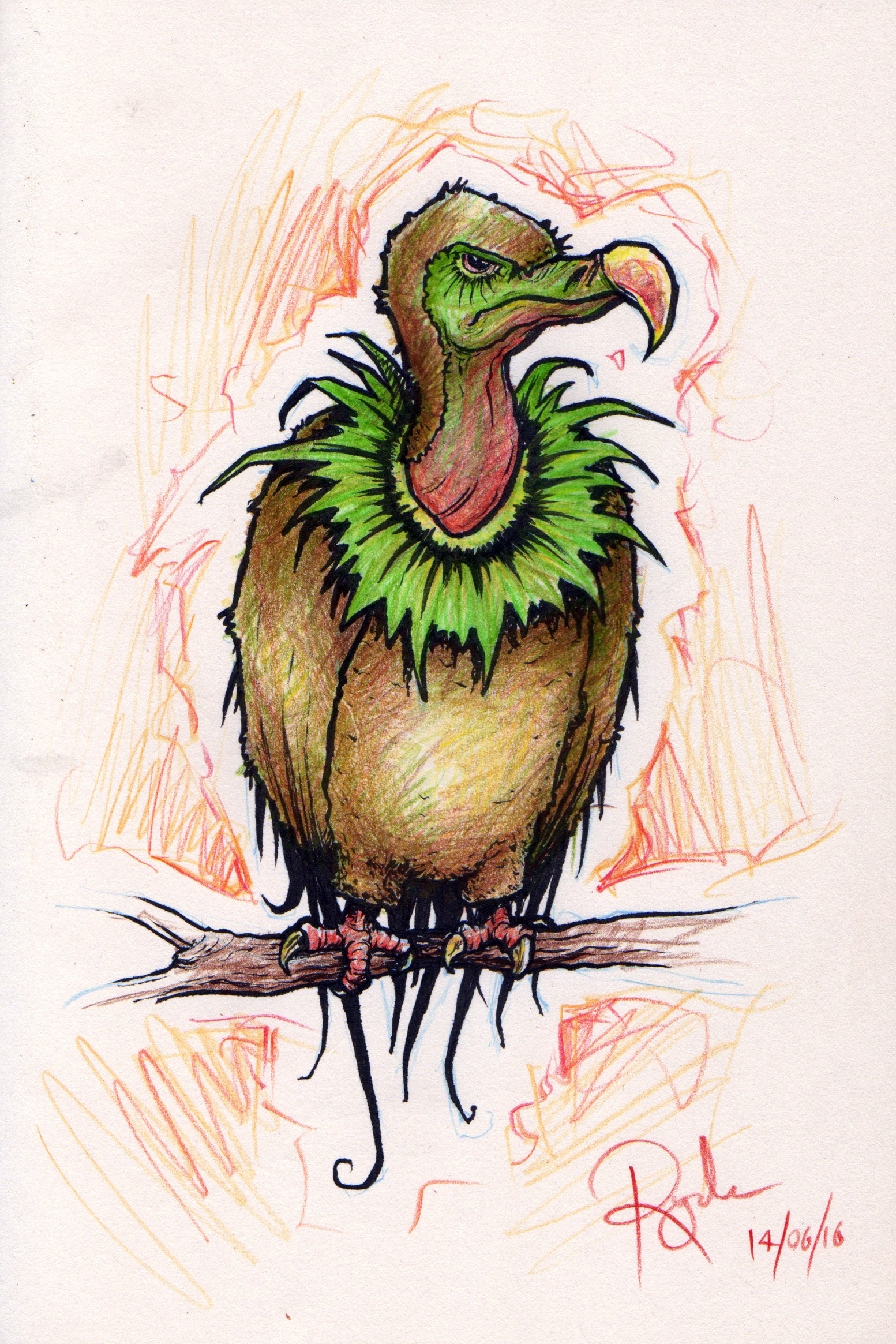 Kiwi Vulture