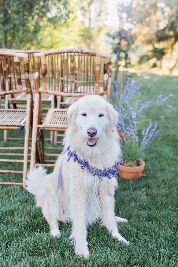 Easy Ideas on How to Incorporate Your Pet Into Your Wedding Day by New Creations Founder, Rebecca Grant