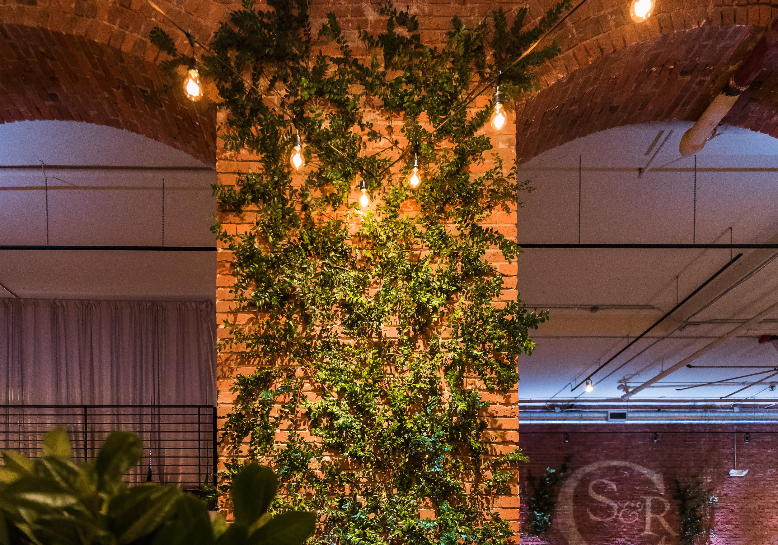 Bistro lights with vines climbing wall wedding.jpg