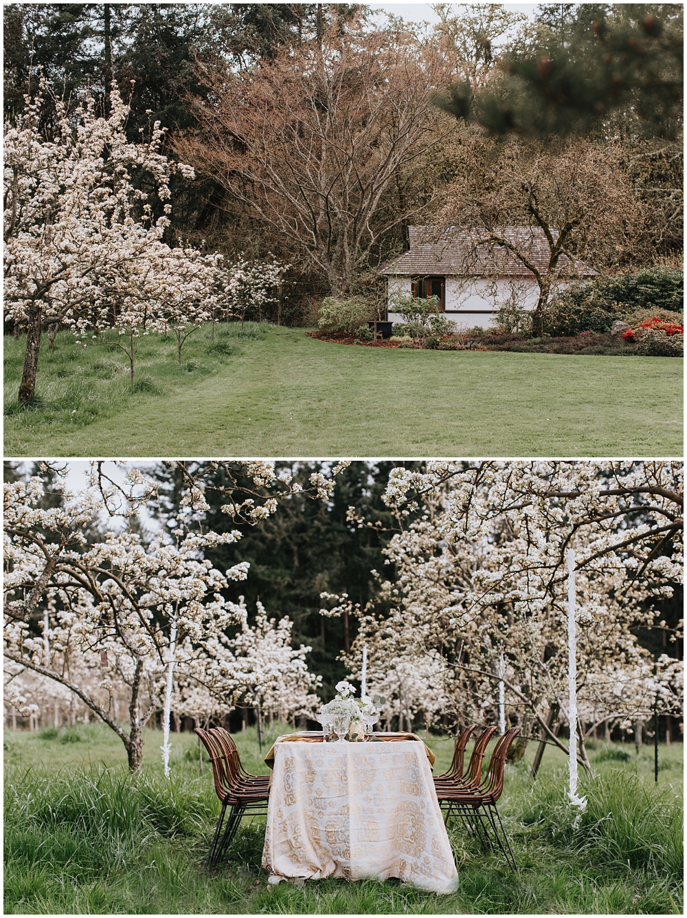 Table set under the cherry trees at Nashi Orchards on Vashon Island