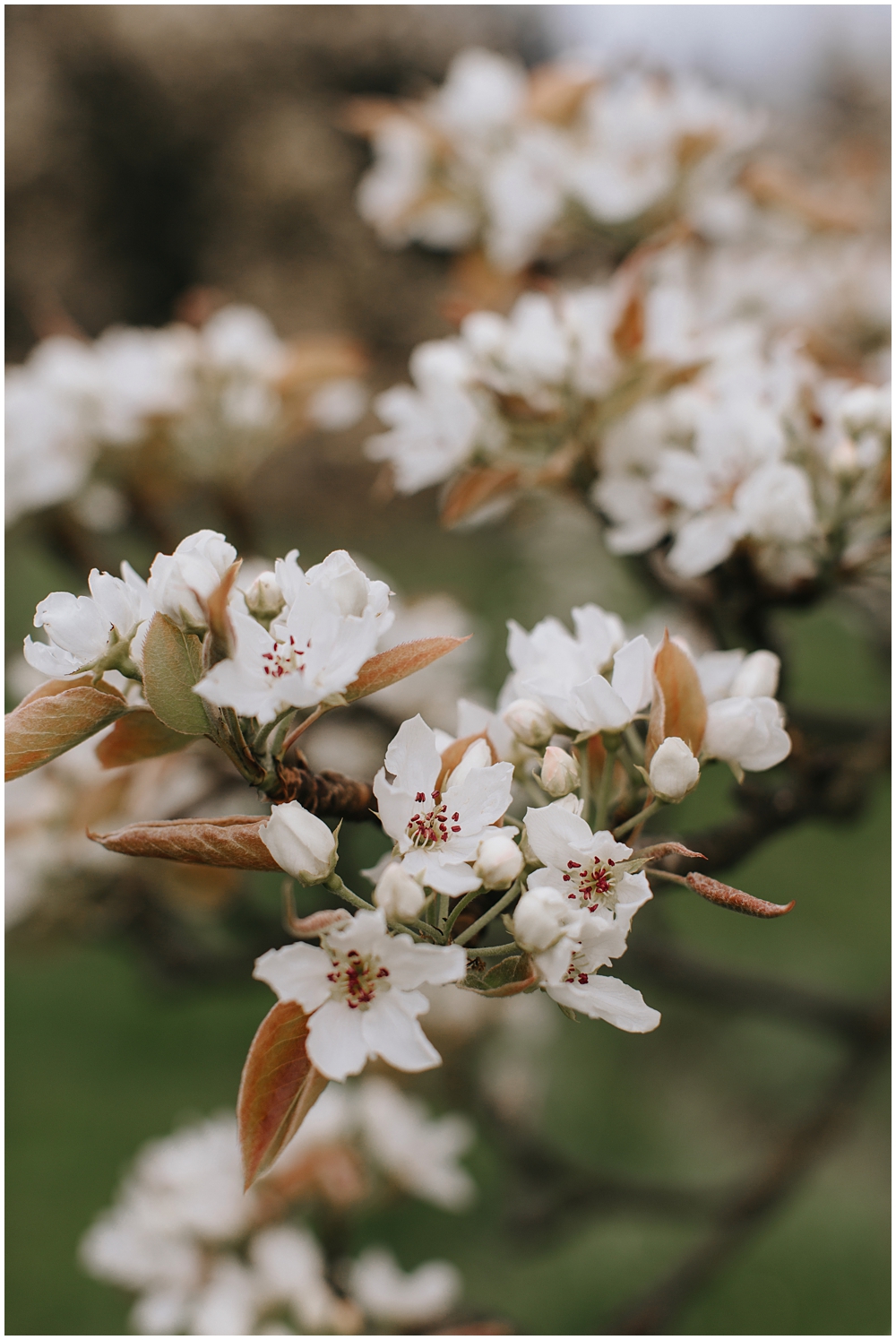 Cherry Blossom Branches 