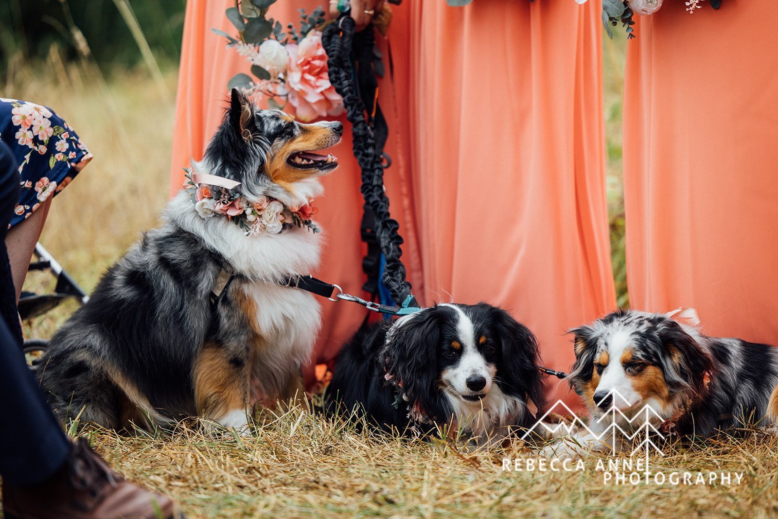 Dogs Floral Collar at Wedding in Sequim