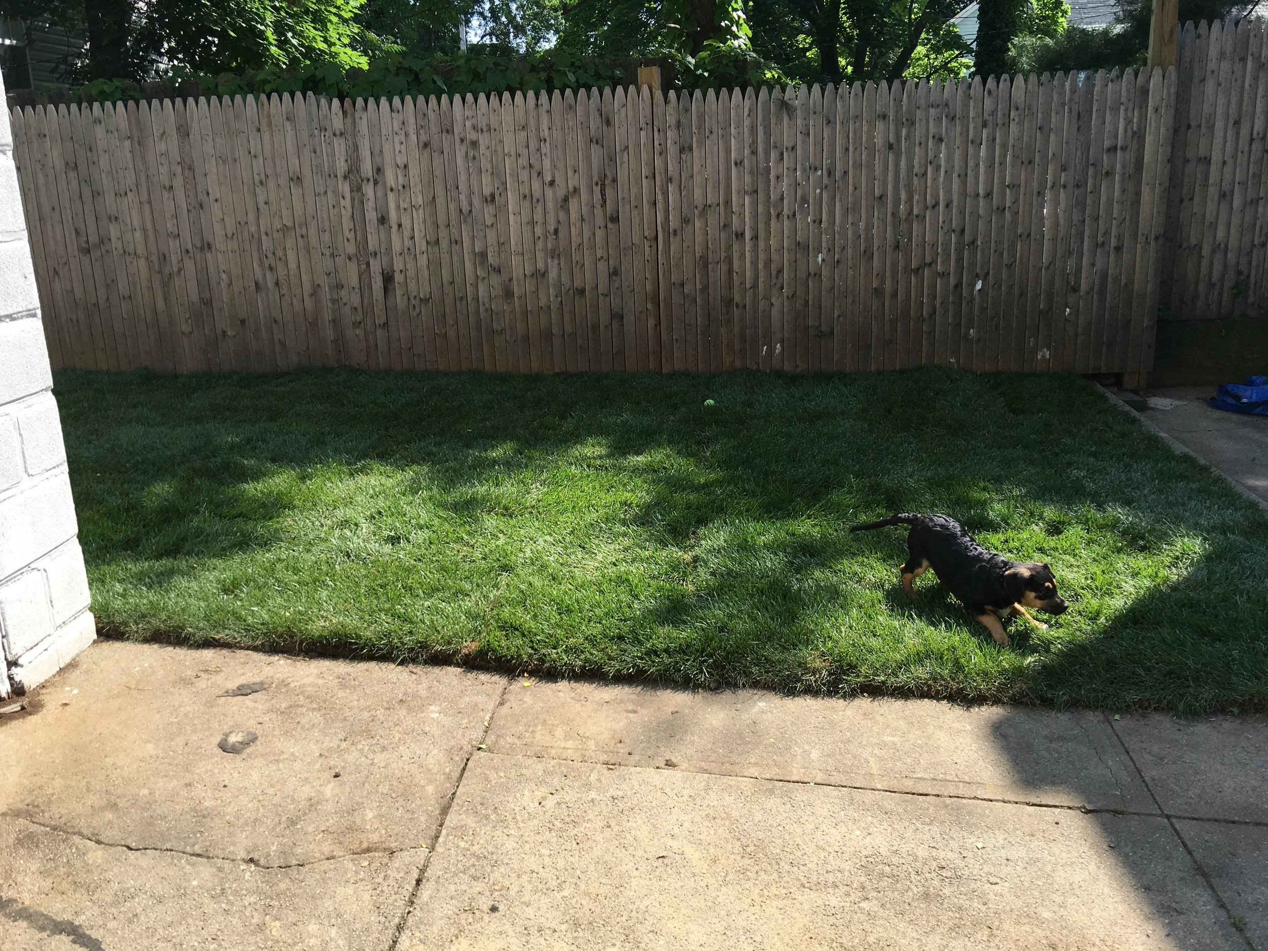 Newest Sod Installation