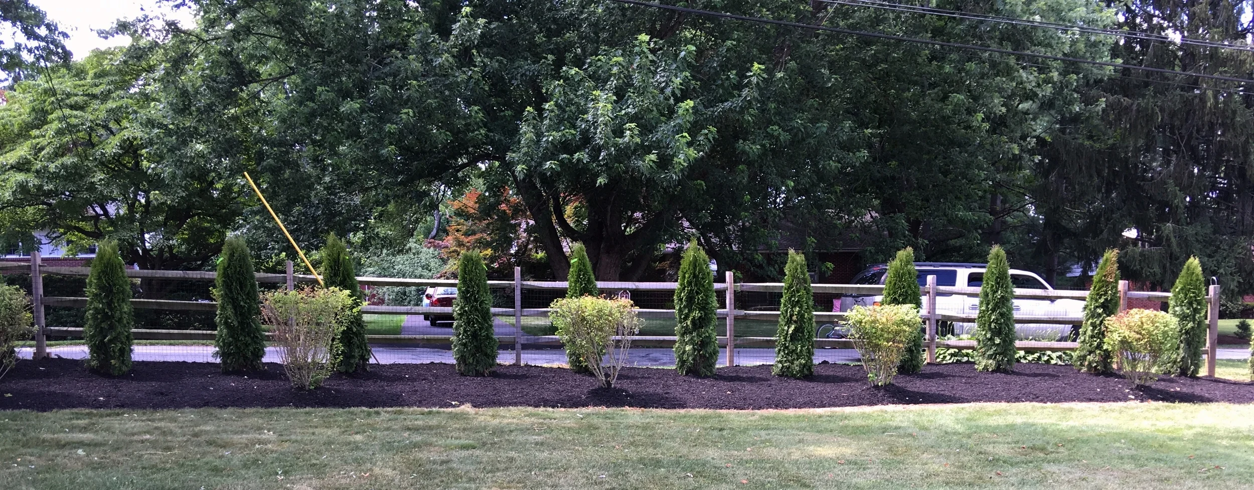 Latest Planting of Bushes & Trees 