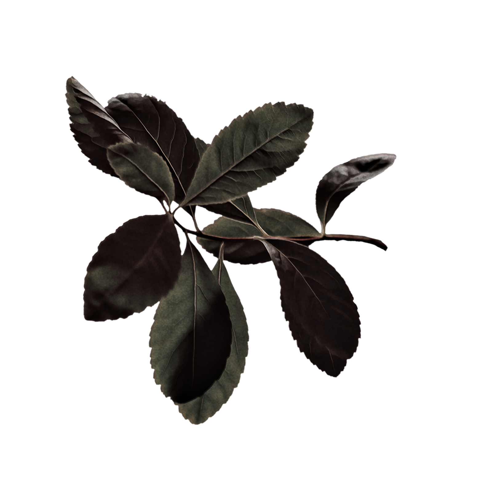 Dark Moss Coloured Leaves padded.png