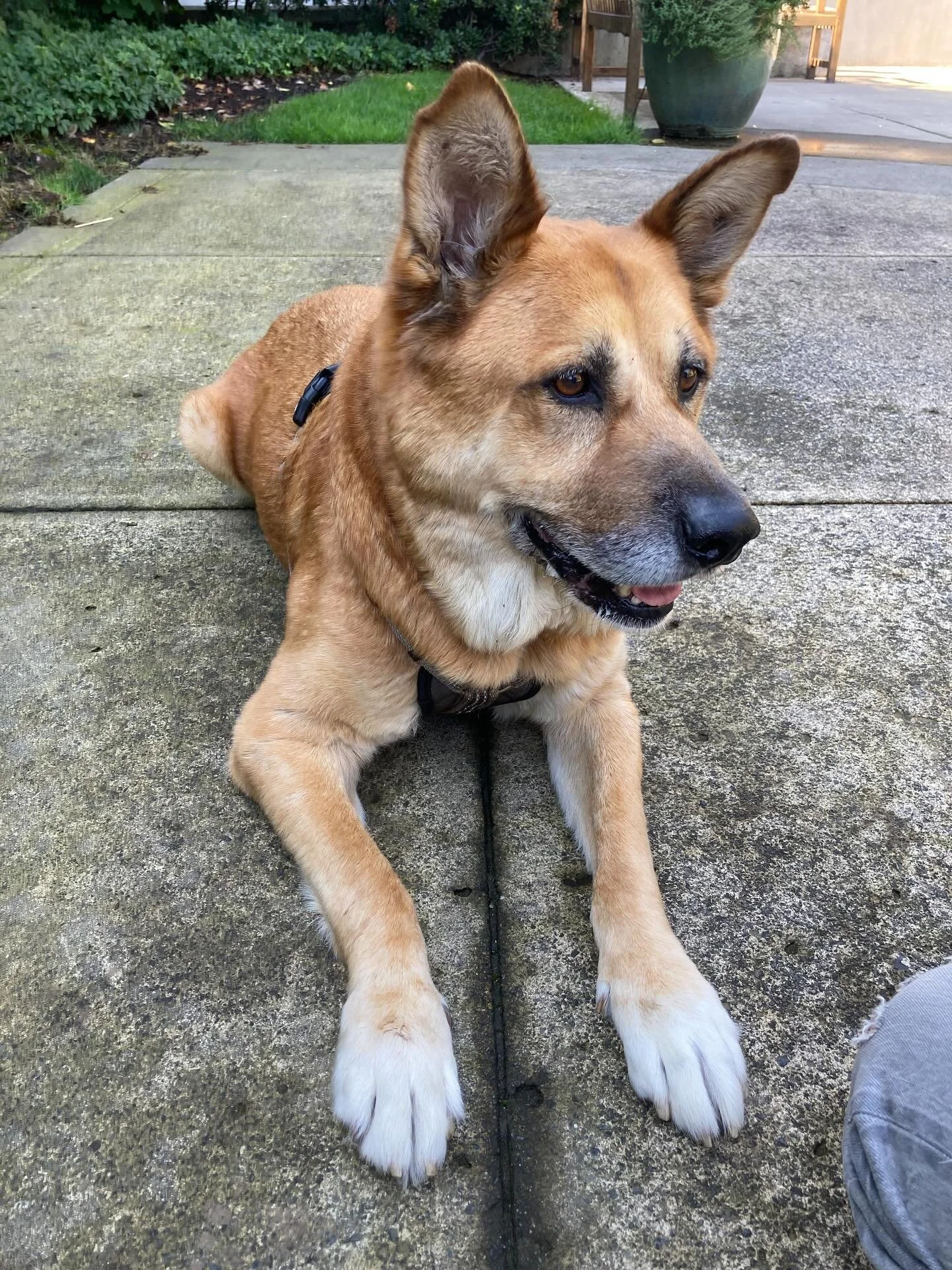 💔Our Street Librarians and volunteers are heartbroken over the recent passing of Buster, street dog extraordinaire. We were lucky enough to get some photos that capture his sweetness just a few weeks before he left this world. 

You may remember Bus