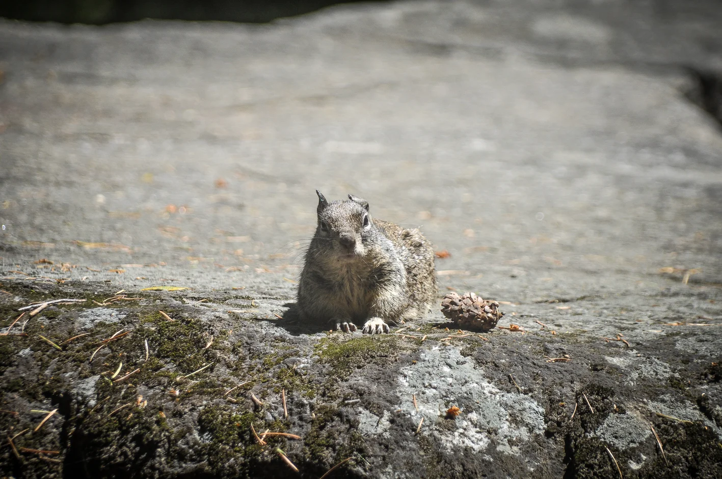 California Ground Squirrel