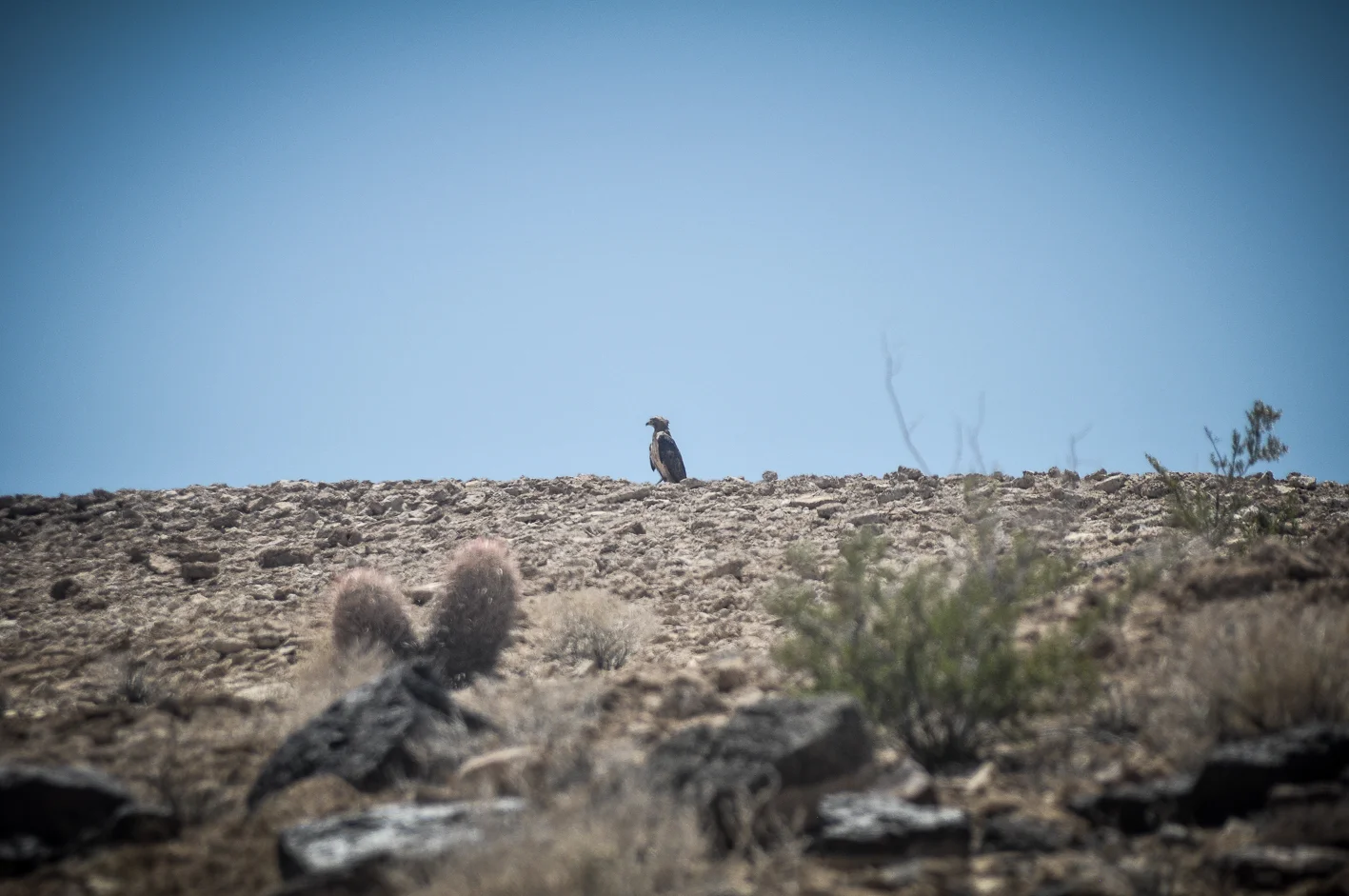 Ave de rapina (não identificada) no meio do deserto de Mojave, a caminho do Joshua Tree National Park.