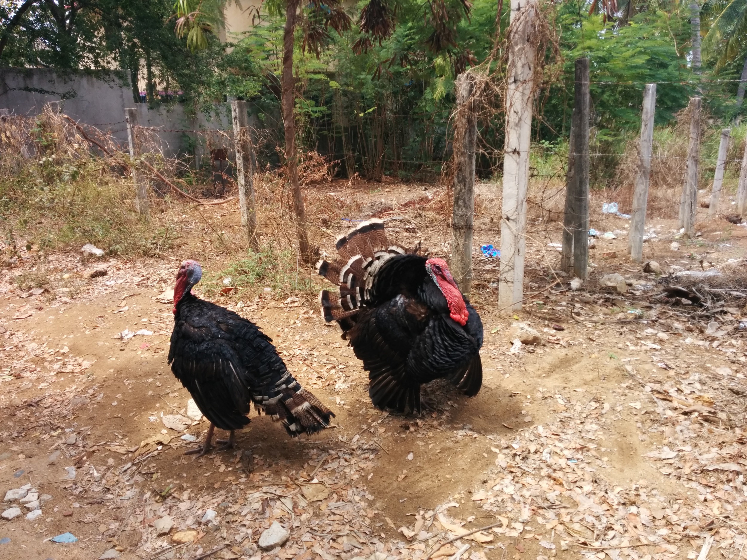  neighbours   