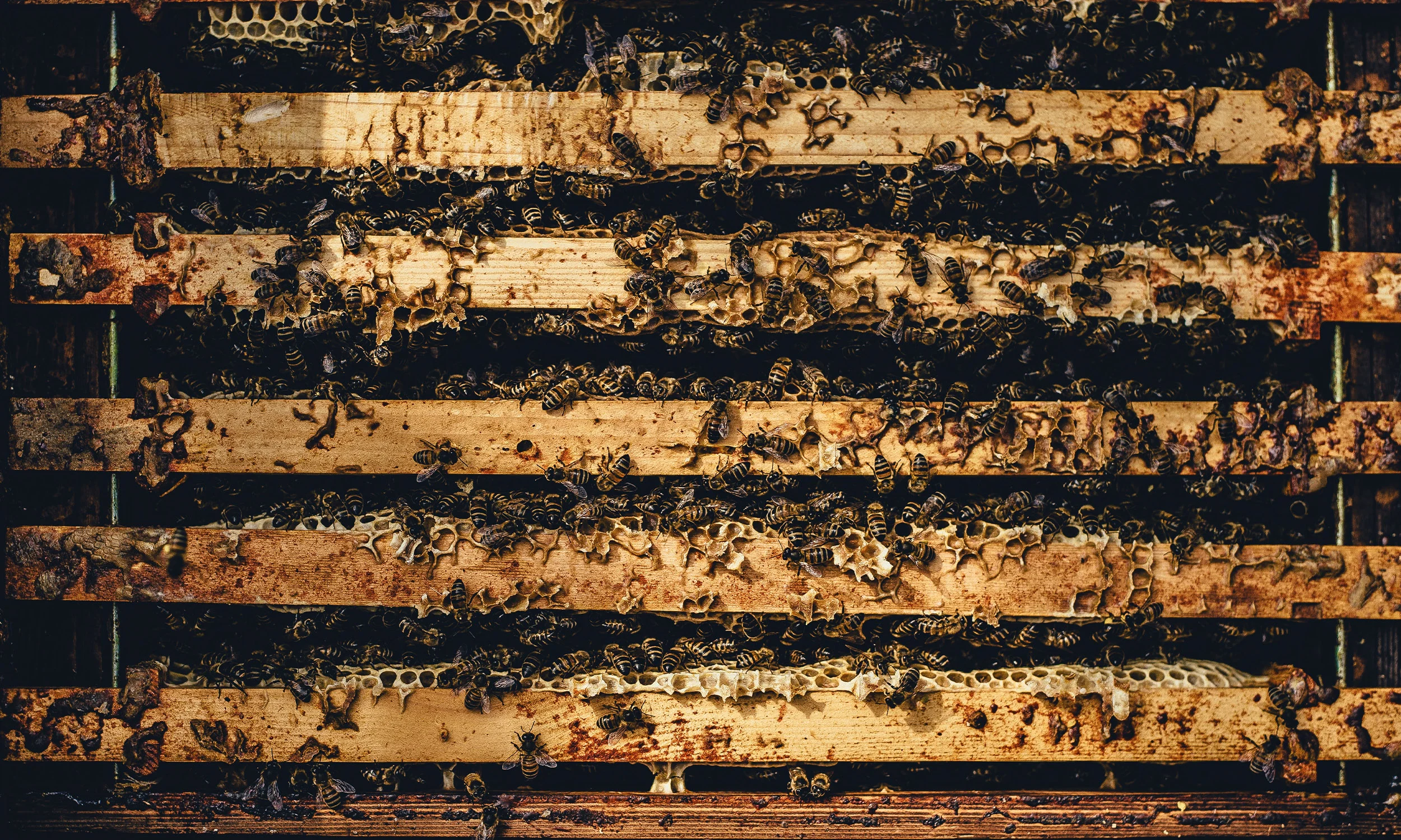 beess.jpg