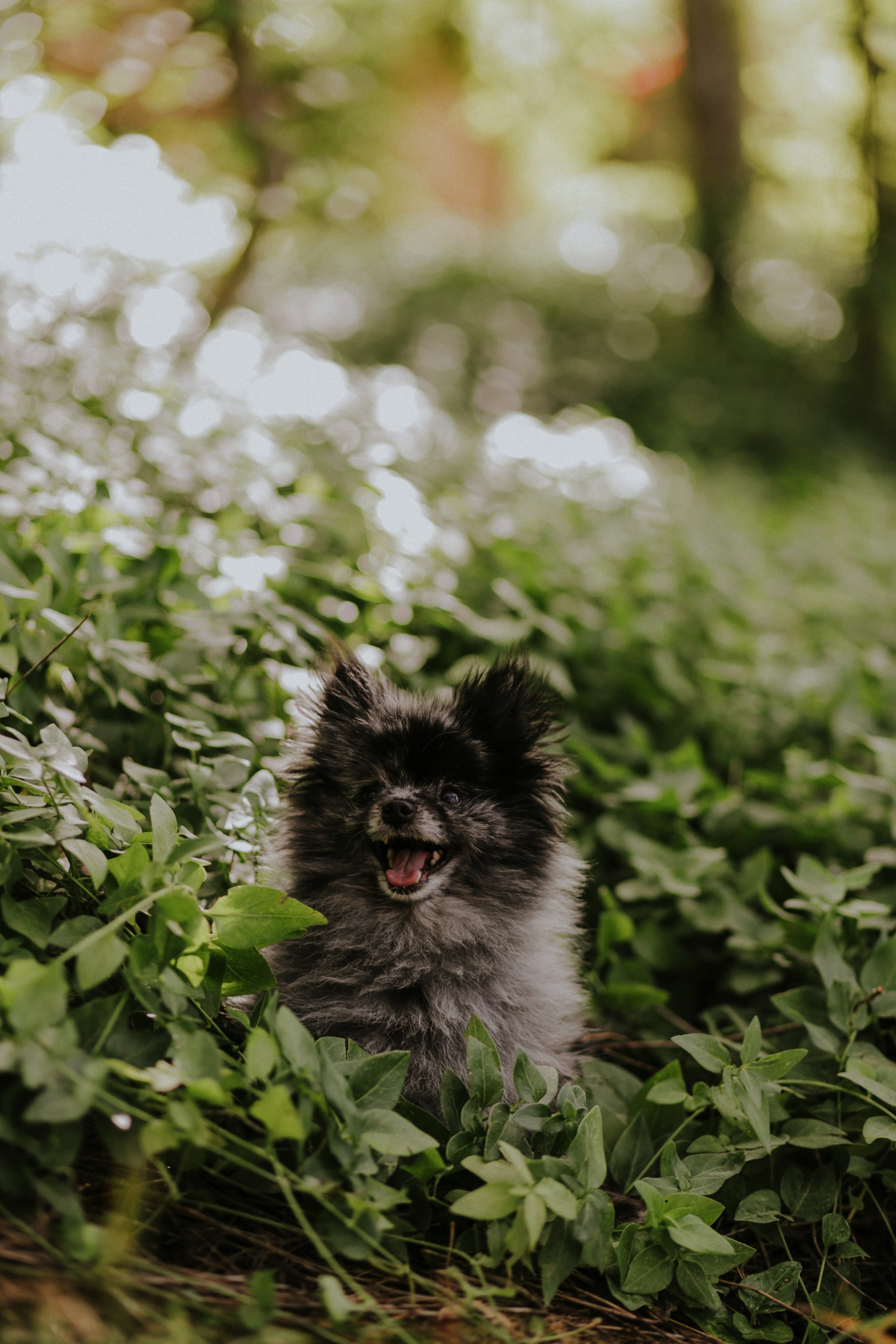  Kymbrye and Chris brought their pups, Myridian and Bandit along for their shoot and they are seriously the sweetest model dogs ever! They all looked so picture perfect together for some insanely beautiful family photos at Carlitos Springs in Cedar C