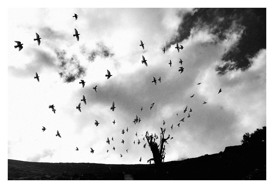 FINE ART PRINT 6