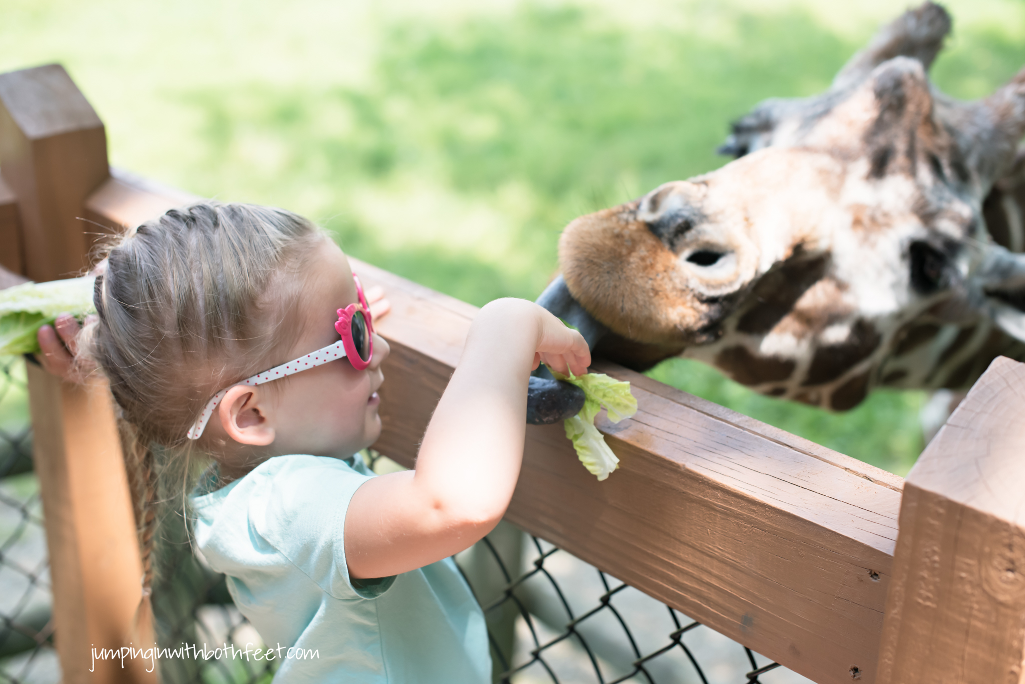 Feeding the giraffes.