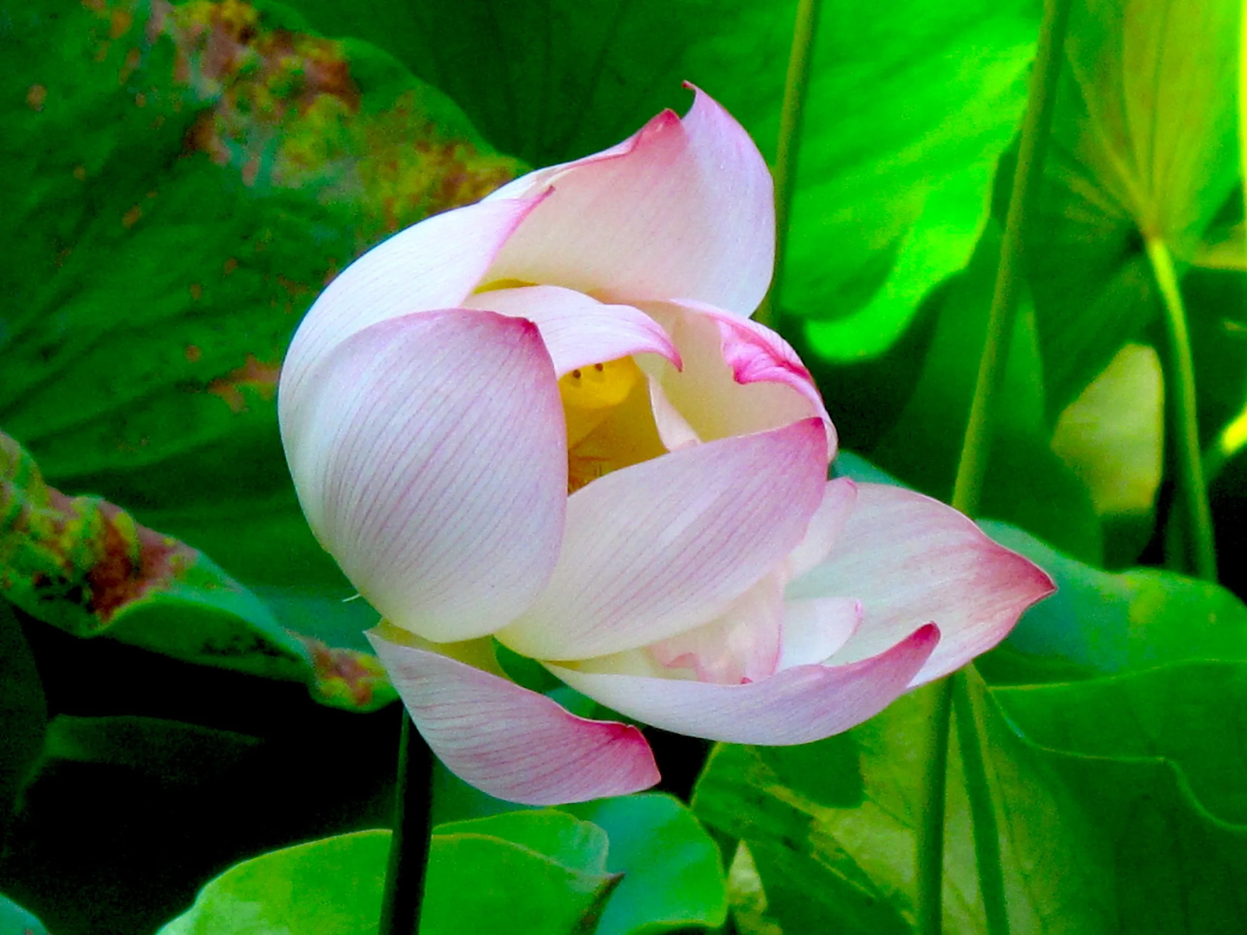 Opening Lotus.jpg