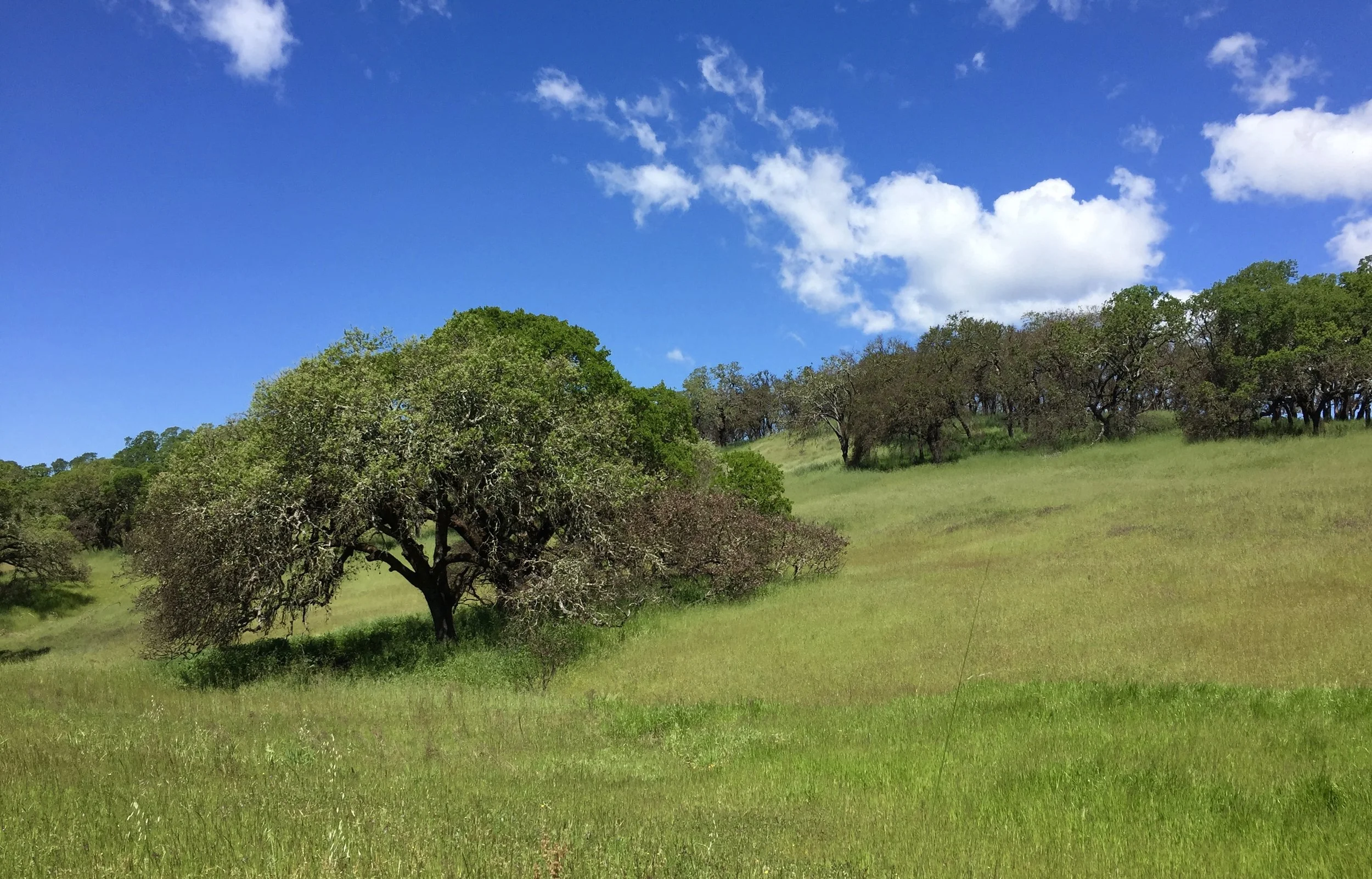 Sonoma Valley Regional Park coming back to life after the 2017 fires.