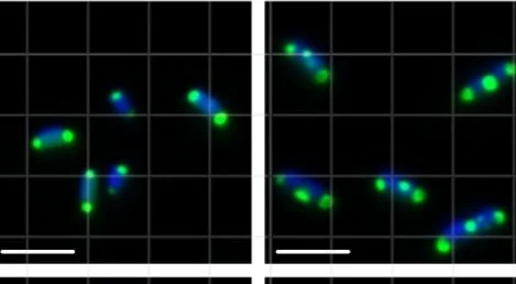 Group Meeting - Aaron