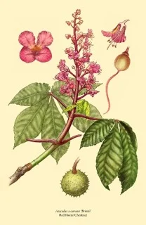 Red Chestnut