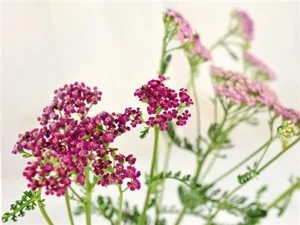 Pink Yarrow