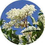 Elder Sambucus spp. by Krystal Thompson