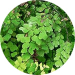 Maidenhair Fern Adiantum spp . by David B. Leonard