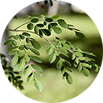Moringa Moringa oleifera by Nick Moya