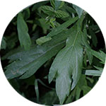Mugwort Artemisia vulgaris by Krystal Thompson